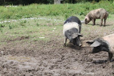 Saddleback Pigs Oldfarm Tipperary Saddleback Pigs Oldfarm Tipperary