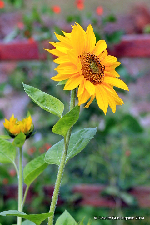 sunflower